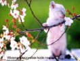 /album/fotogaleria/a22-wiosna-wszystkie-kotki-rosna-jpg1/
